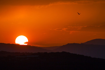 puesta de sol idílica con un águila pasando 