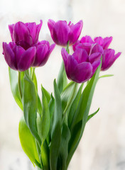 A bouquet of purple tulips on a blurry background in soft light. Selective focus.