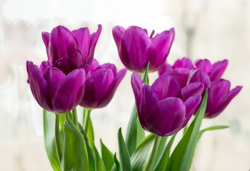 A bouquet of purple tulips on a blurry background in soft light. Selective focus.