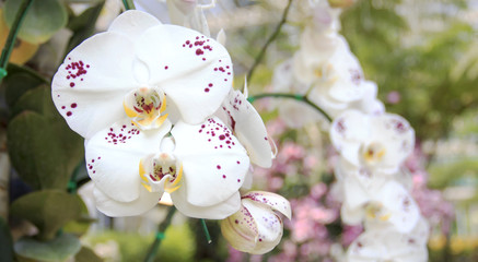 Beautiful orchid flower with natural background.