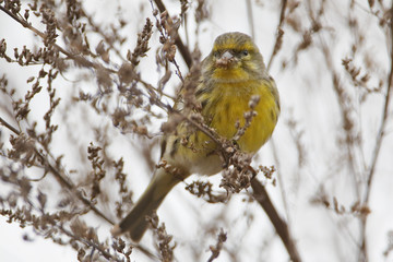 European serin (Serinus serinus) feeding, the Netherlands