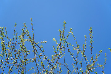 tree branch sprout in spring