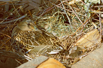 Duck sits on the nest hatching chicks surrounded by trees and hay
