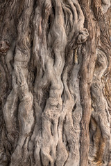 les torsions de l'écorce d'un arbre en détail