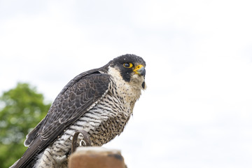 Portrait of a sitting falcon