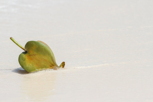 Sea Poison Tree fruits Barringtonia asiatica against sand and sea wave background. thailand