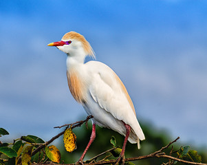 Colorful Bird