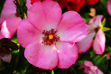 A Pink Flower