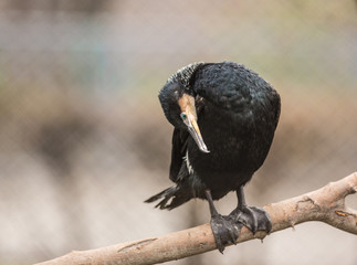 Naklejka premium Black bird with long beak
