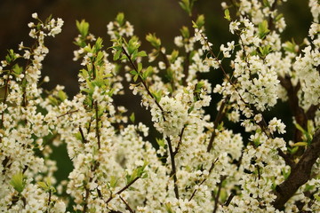 cherry blossom