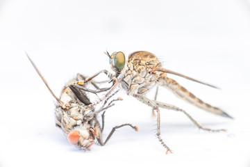 Brown Heath Robberfly (Arthropoda: Diptera: Asilidae: Machimus: Machimus cingulatus) and dead Flesh Fly (Sarcophaga crassipalpis Macquart) isolated with white background