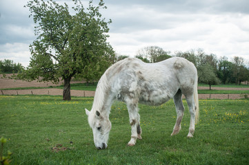 Obraz na płótnie Canvas Cheval blanc en liberté dans une prairie