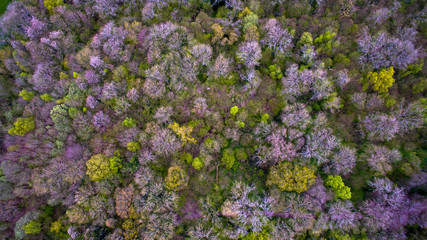 Fototapeta premium Top of forest trees shot from drone