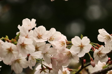 Obraz premium cherry blossom