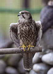 Falcon on the tree