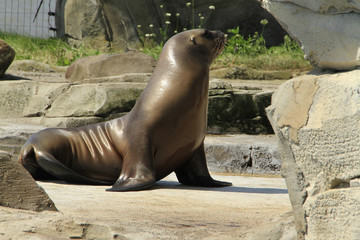 Bremerhaven, Zoo at the Sea, Free Hanseatic City of Bremen, Germ