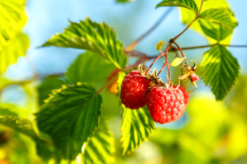ripe juicy  raspberries in a garden