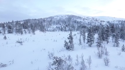 Low level flight over trees covered with snow