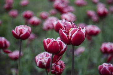 Fototapeta premium tulip flower background, beautiful view of red tulips in garden