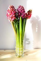 Pink hyacinths in a clear glass vase on a table.
