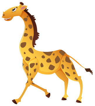 Wild giraffe running on white background