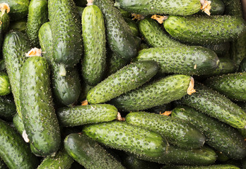 fresh green cucumber