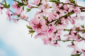 Fototapeta na wymiar Нежные цветы персикового дерева и чистое голубое небо. Красивая нежная весенняя открытка