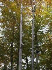 Fototapeta premium Baum, Wald, Laubwald, Natur, Stämme, Blatt, grün, Blätter