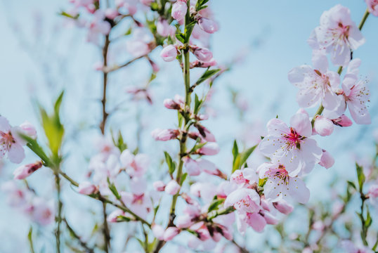 Розовые цветы. Нежные цветы персикового дерева. Весна в саду