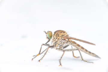 Brown Heath Robberfly (Arthropoda: Diptera: Asilidae: Machimus: Machimus cingulatus) descend and crawling on a white paper isolated with white background