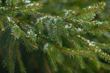 Winter fir tree branches covered with snow. Frozen tree branch in winter forest. Spruce.