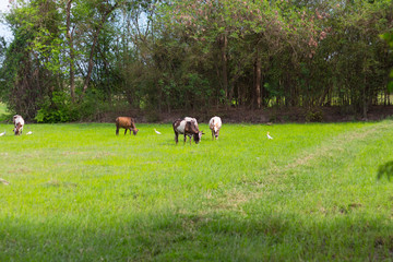 Obraz na płótnie Canvas Cows grazing on farm with green field in good weather day