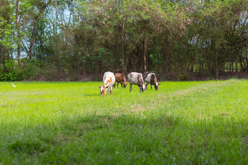 Cows grazing on farm with green field in good weather day