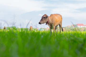 Naklejka na ściany i meble Cows grazing on farm with green field in good weather day