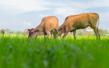 Cows grazing on farm with green field in good weather day