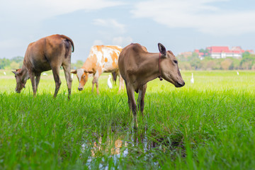 Cows grazing on farm with green field in good weather day