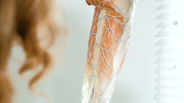 The doctor in the clinic of surgical venous vascular surgery shows on the breadboard model of the leg to the patient 4k