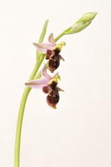 Rare flower Ophrys Apifera (bee orchid) isolated on white, closeup