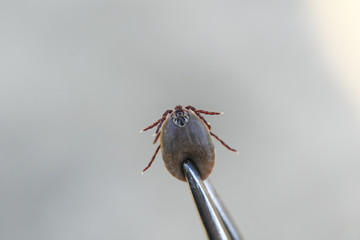 dangerous blood-sucking insect mite pulled out metal tongs