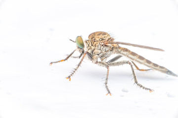 Brown Heath Robberfly (Arthropoda: Diptera: Asilidae: Machimus: Machimus cingulatus) descend and crawling on a white paper isolated with white background