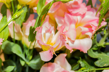 Fototapeta na wymiar Pink eustoma flowers.