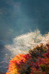 Naklejka na ściany i meble Nagoya, Obara Sakura in autumn
