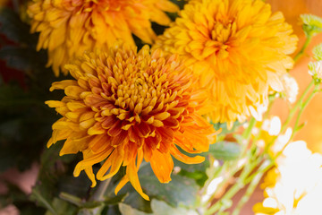 Yellow aster flowers