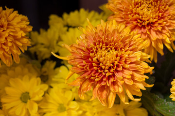 Yellow aster flowers