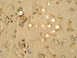 Conchas señalan la playa