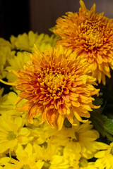 Yellow aster flowers