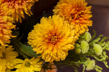 Yellow aster flowers
