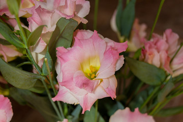 Pink eustoma flowers.