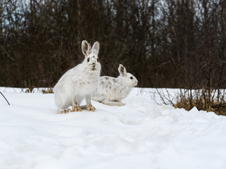 White Brown Snowshoe Hare in Early Spring