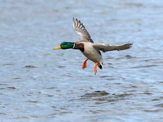  Male Mallard Landing on Water
